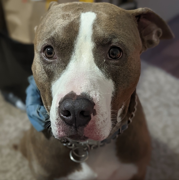 ๐จGreeneyediva78๐จMeet your Posher, Stefani - Picture 17 of 17